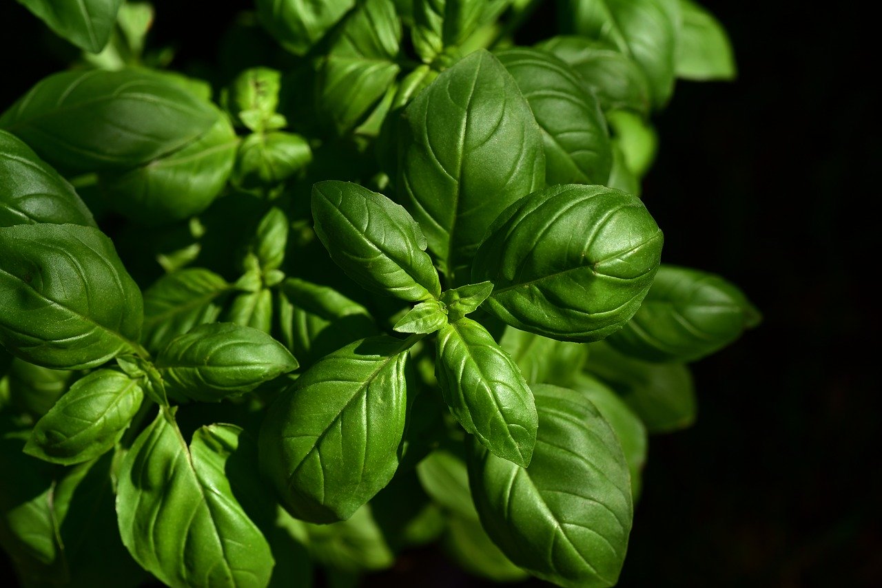 Basil: King of Greek Herbs & Culture
