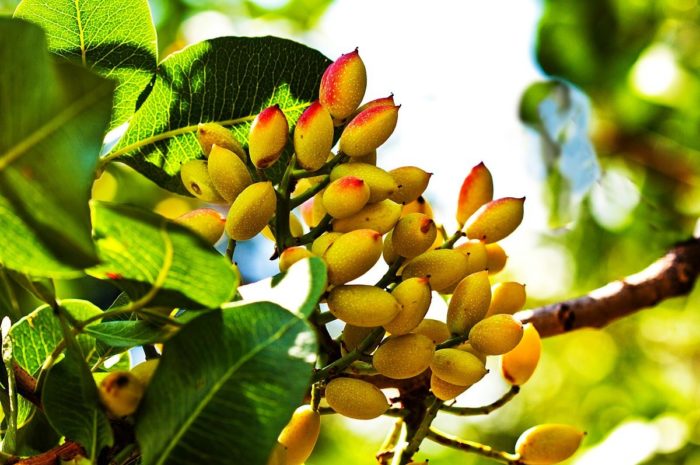 Fystiki Aeginis: The Fabulous Greek Pistachio