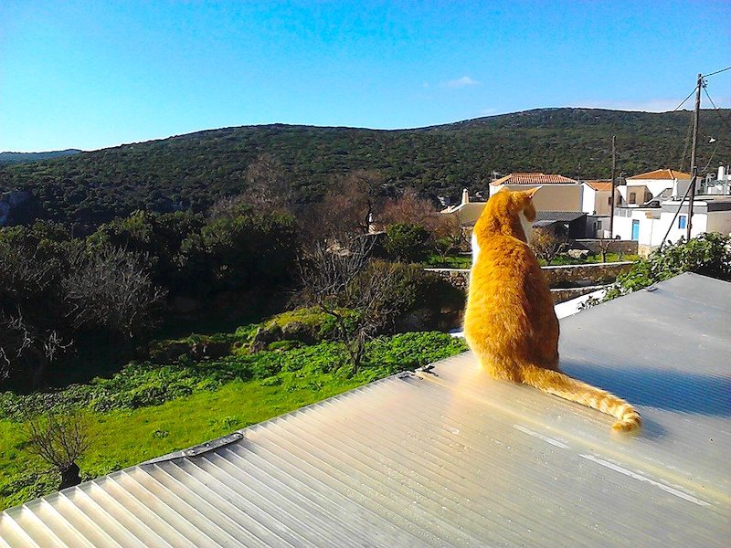 A ‘Crazy’ Cat Lady on Kythira Saving Lives