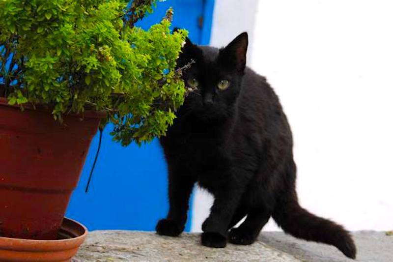 A ‘Crazy’ Cat Lady on Kythira Saving Lives